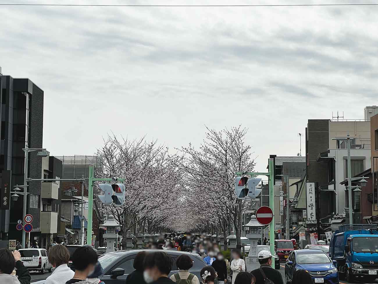 若宮大路の桜並木